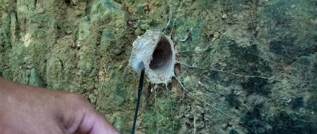 Burrow from the night active tarantula at the Cheow Lan Lake in the Khao Sok ational Park