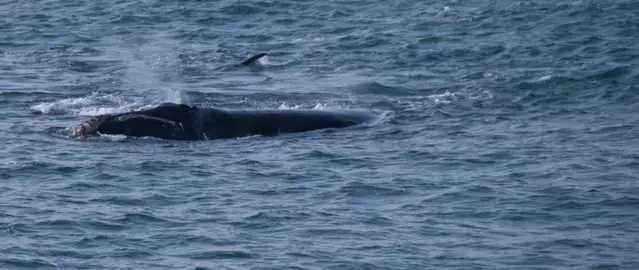 Southern Right Whales along the Klipgat Trail at Gansbaai