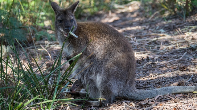 Cobler Rock, Stumpy No 4 campground; a kangaroo and his joey