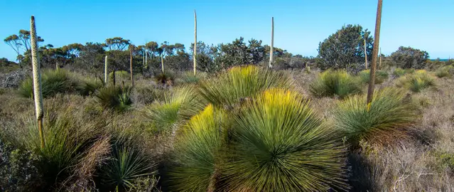 The first part of the Cobler Rocks Trail through lush vegetation