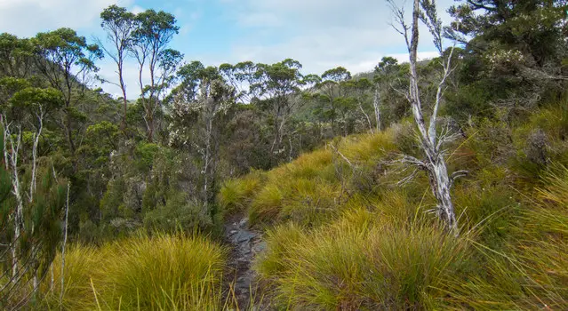 Dove Canyon Hike in the Cradle Mountain National Park