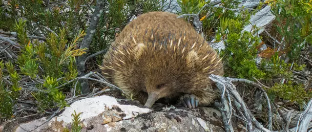 Echidna at the Cradle Mountain National Park