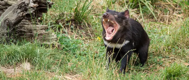 Tasmanian Devil close to Cradle Mountain National Park