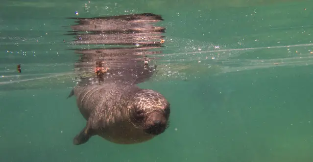 Sea lion in the Concha Perla - Pearl Shell Lagoon during low tide