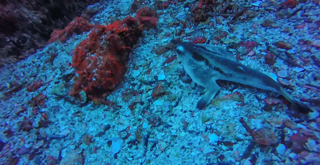 Endemic red-lipped batfish Florena Island, Galapagos