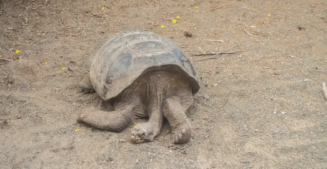 Tortoise Breeding Center on Isabela Island