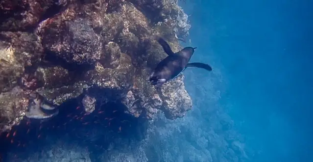 Penguins are around Pinzon Island