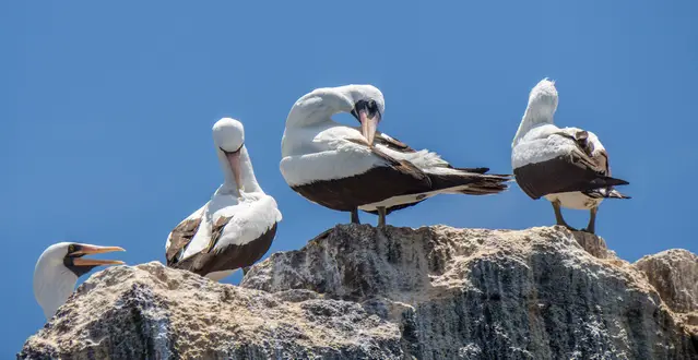 Nazca or masked boobies on Plaza Sur