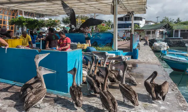 Fishmarket Avenue Charles Darwin Puerto Ayora