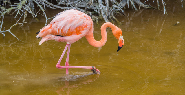 Flamingo in the lagoon close to El Garrapatero beach
