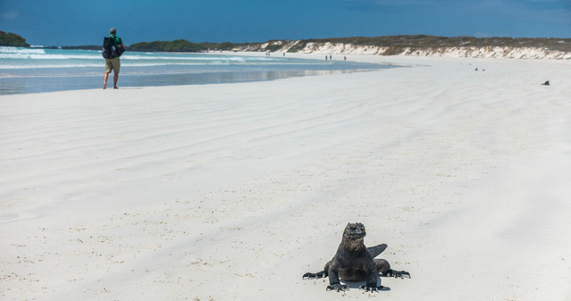 Tortuga Bay with marine iguanas on Santa Cruz - Galapagos