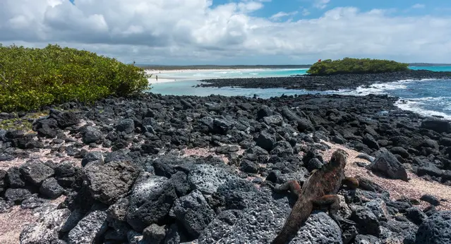 Tortuga Bay and marine iguana on Santa Cruz - Galapagos