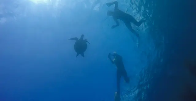Snorkler and turtle at Galapagos