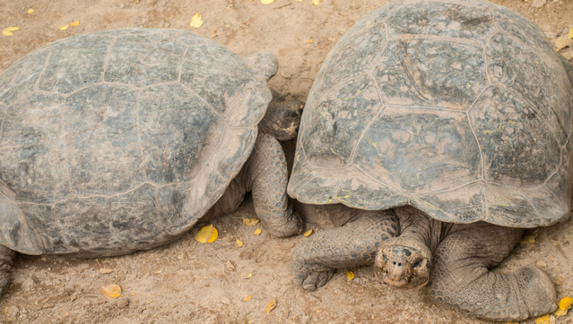 Tortoises at El Chato Reserve Santa Cruz