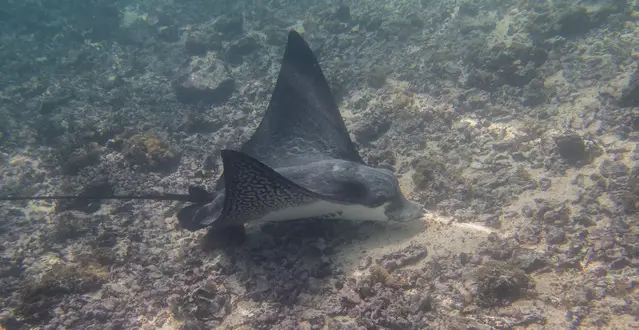 Santa Fe Island Galapagos - Stingray