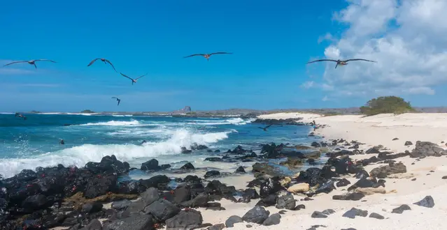 Guided Boat Trip along the coast of San Cristobal - Frigate Birds and Pelicans can be seen at the sky