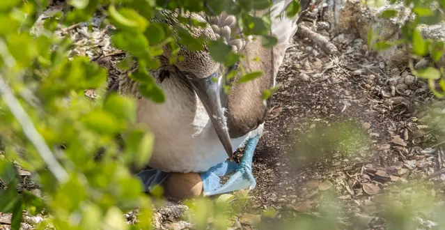 Blue-footed Booby nesting