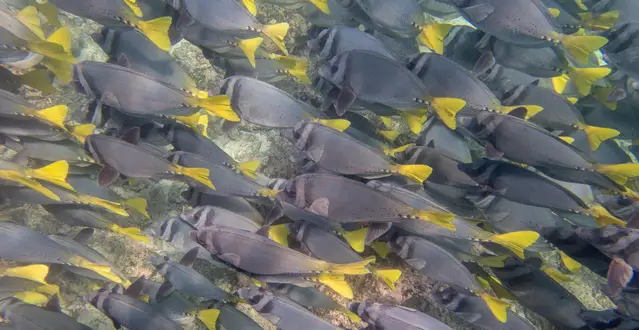 Huge school of yellow-tailed surgeonfish at Plaza Sur - Galapagos