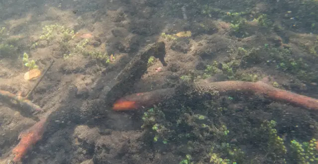 Seahorse at the Los Tuneles Excursion - Galapagos