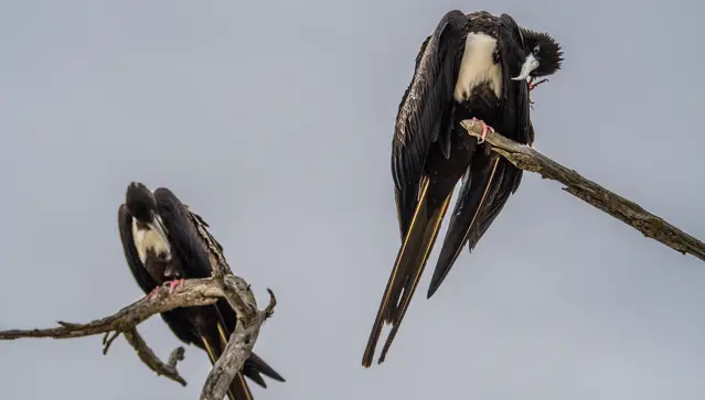 Frigate Birds on San Cristobal