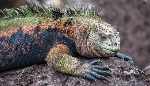 Galapagos colourful land iguana