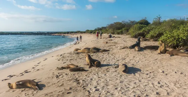 The beach at Punta Carola is full of sea lions