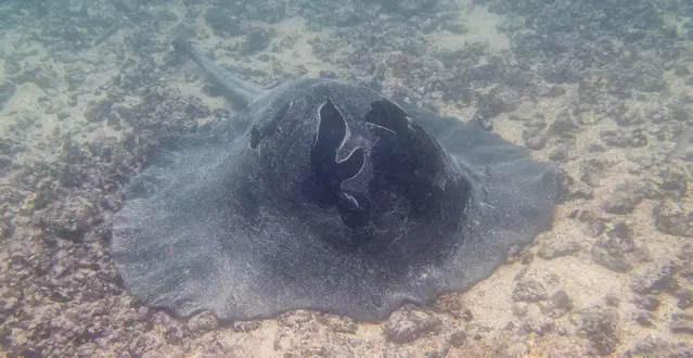 Stingray in the Las Tintoreras Lagoon