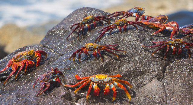 Sally Lightfood Crab on the Galapagos Islands