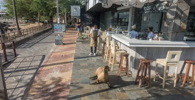 Sea lion at a cafe in Puerto Baquerizo Moreno on San Cristobal