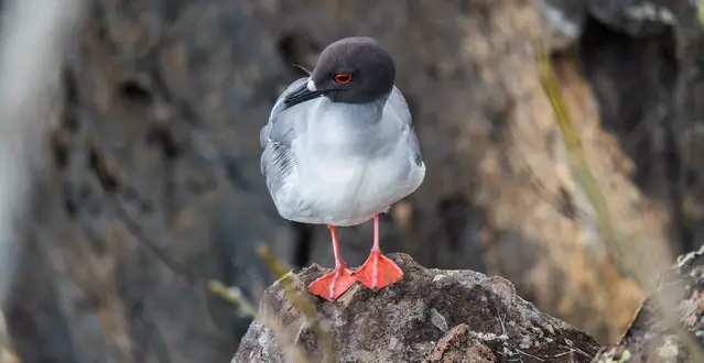 Swallow tail gull at Mirador Cerro Tijeretas