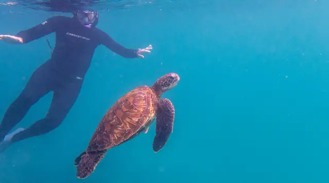 Turtle at Muelle Tijeretas - San Cristobal