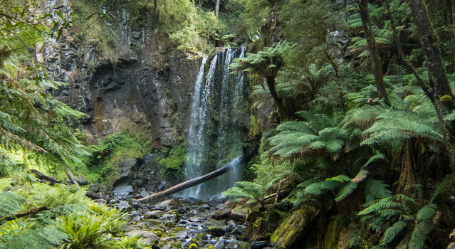 Beauchamps Falls - Great Otway Naational Park