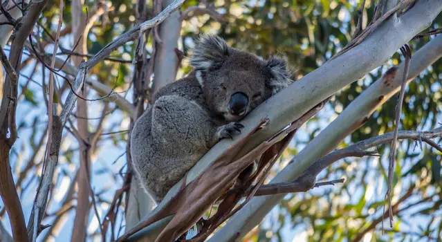 Koala at Kennett River