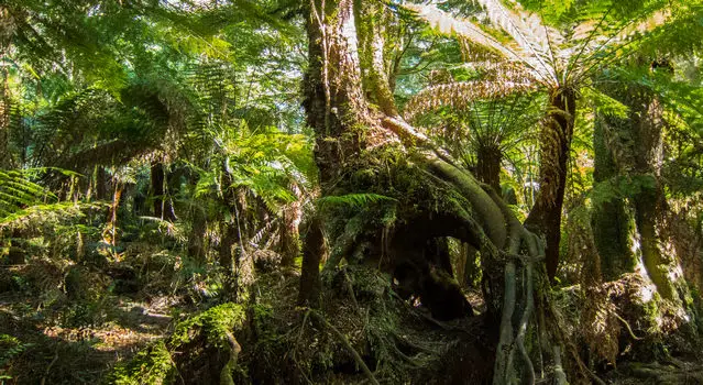 Maits Rest Rainforest along the Great Ocean Road