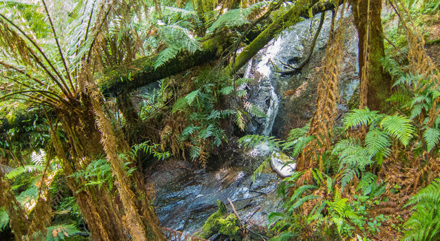 Melba Gully Rainforest - Anne's Cascade along the Great Ocean Road