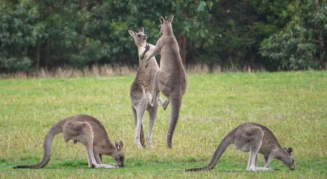 Grazing and boxing kangaroos along the lighthouse road - Great Oceand Drive