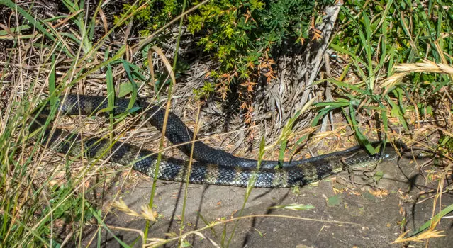 Venemous tiger snake close to the 12 Apostles Lookout