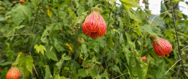 blooming bush in the Guanwu Recreational Area