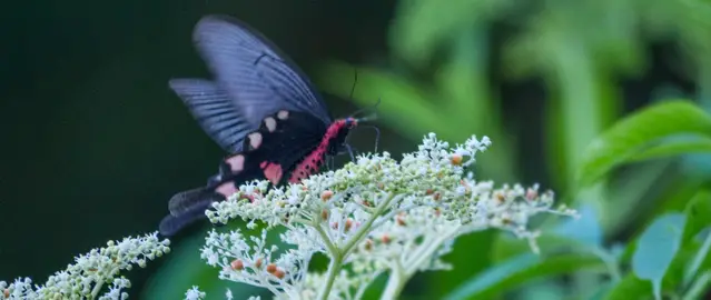 Guanwu; rare broad-tailed swallowtail butterfly