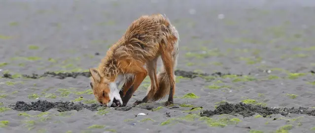 Fox at Hallo Bay in the Katmai National Park in Alaska