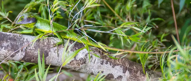 Black Lipped Lizard at Horton Plains World Heritage Site