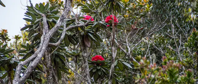 Rhododendron in the cloud forest close to World End, Sri Lanka