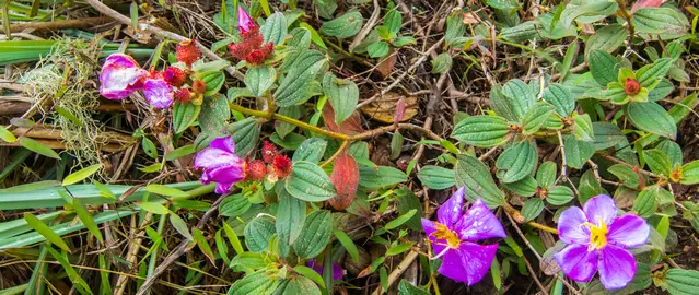 Endemic flower in the cloud forest at Horton Plains