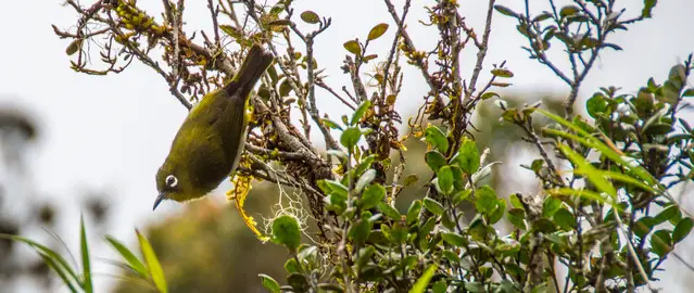 White Eye, endemic to Sri Lanka