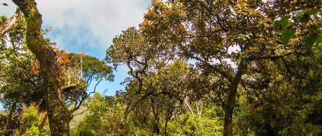 Horton Plains cloud forest in Sri Lanka