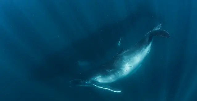 Humpback mother and calf