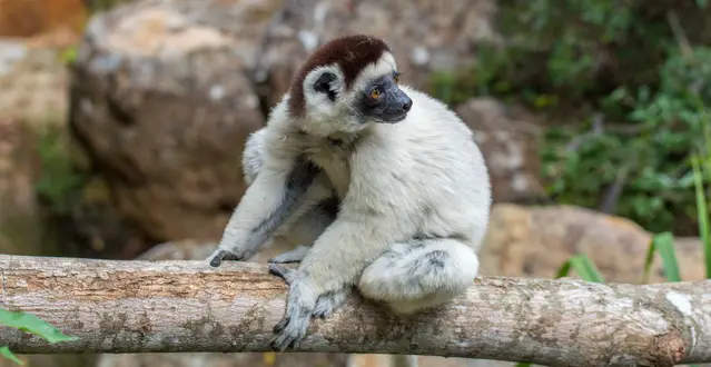 Verreaux Sifaka in Isalo - Madagascar