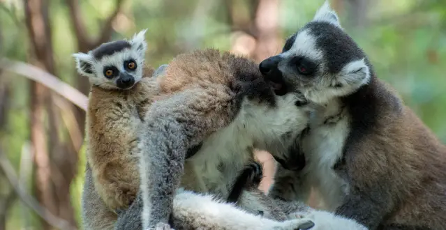 Baby catta in Isalo - Madagascar