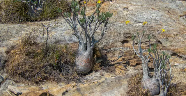 Elephant's Foot in bloom in Isalo