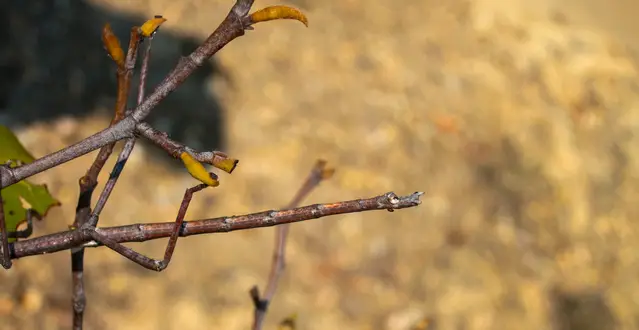 Stick Insect in Isalo